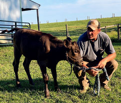 The Quillen Farms family caring for their Wagyu cattle.
