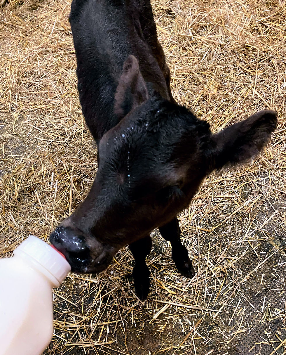 The Quillen Farms family caring for their Wagyu cattle.