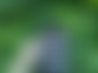 Ultrasound images in front of green leaves