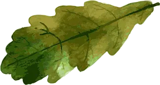 LLCC_TopMenuOakLeaf.webp