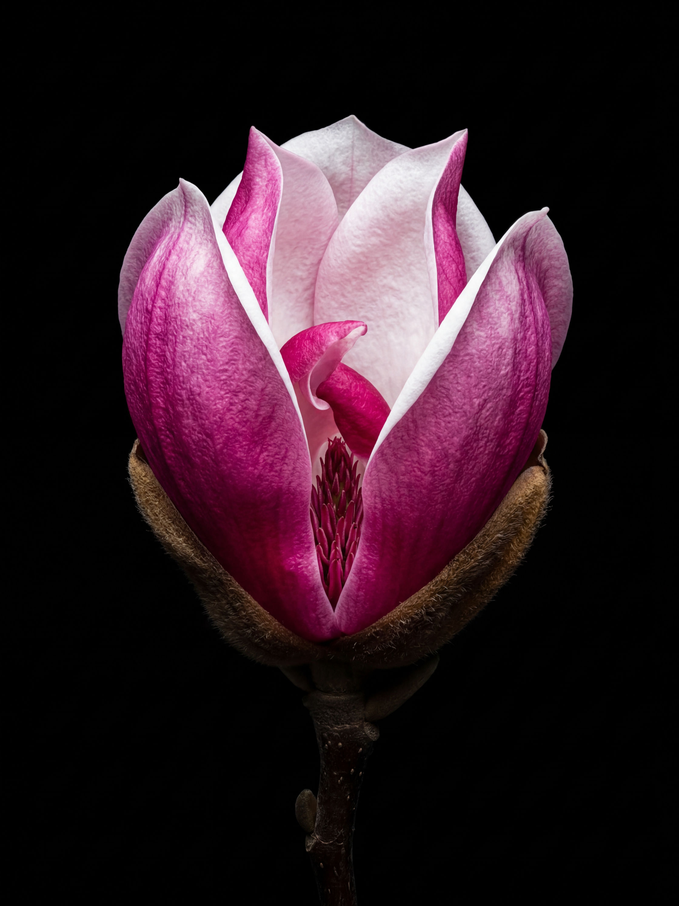 Magnolia Bud