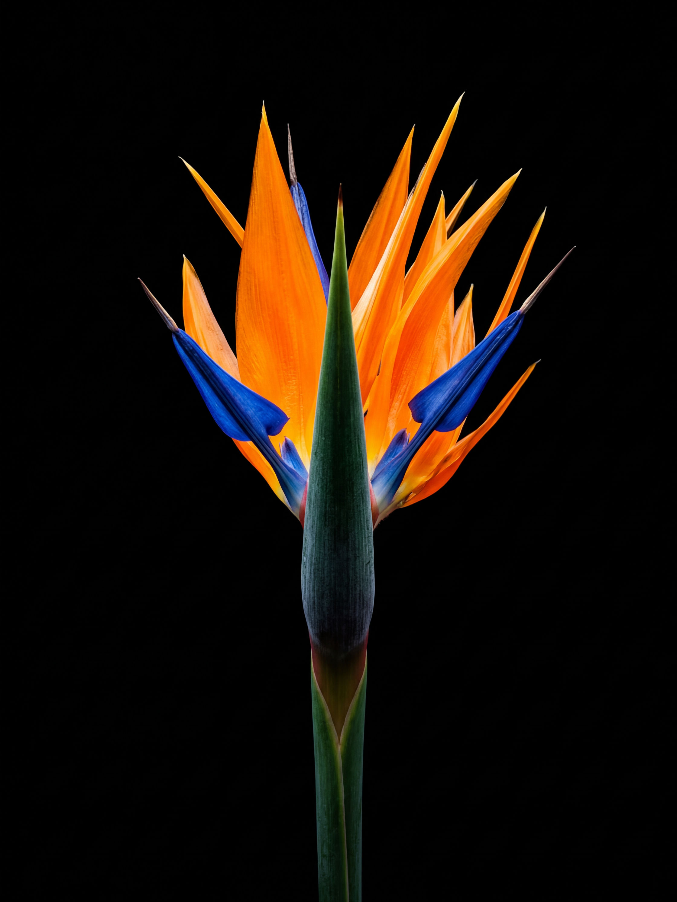 Bird of Paradise