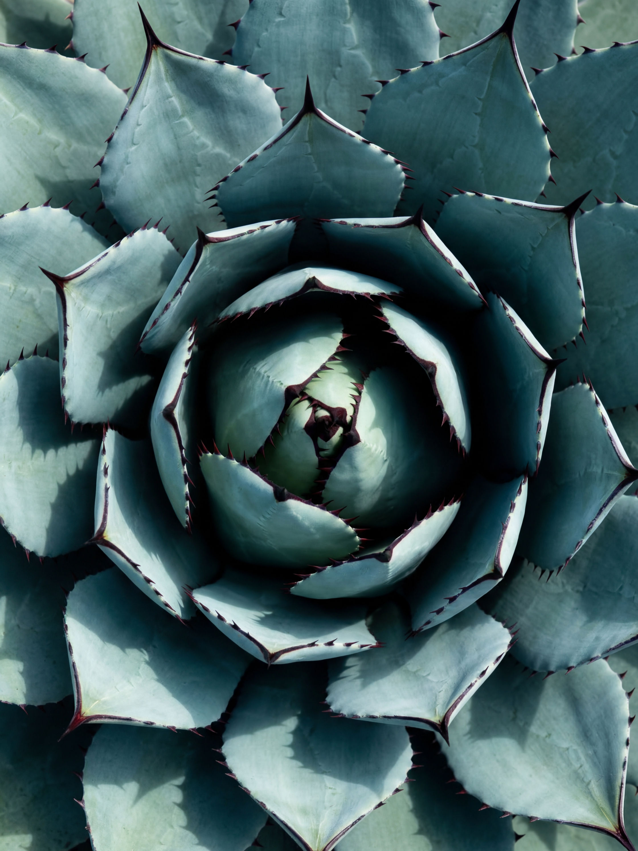 Agave Spiral