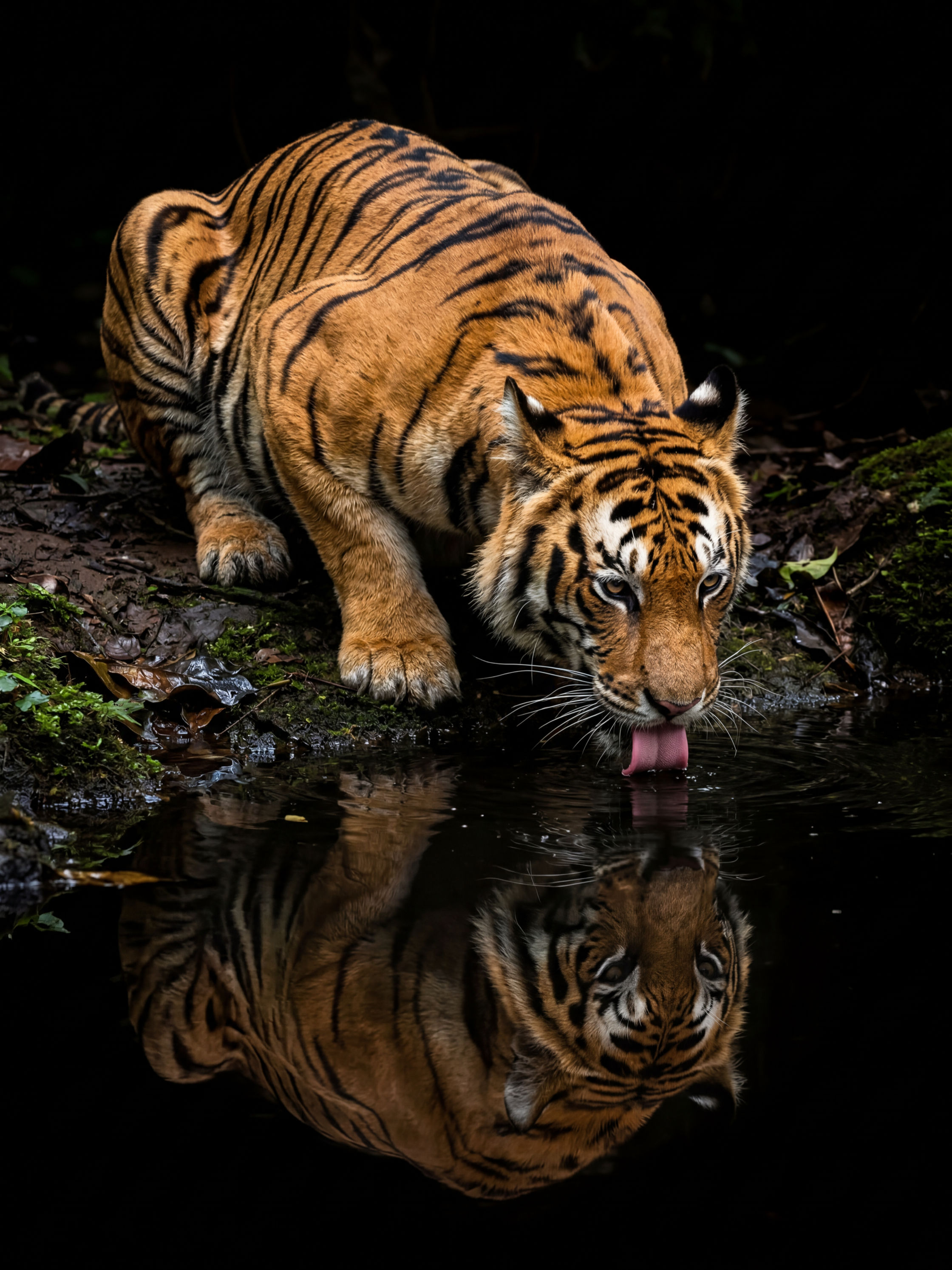 Tiger Reflection