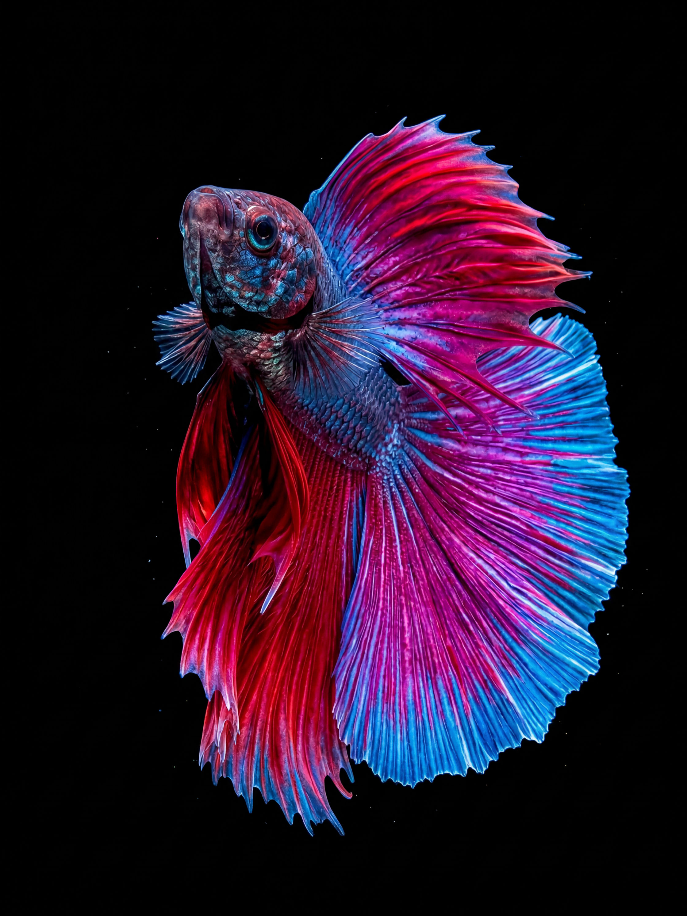 Betta Fish