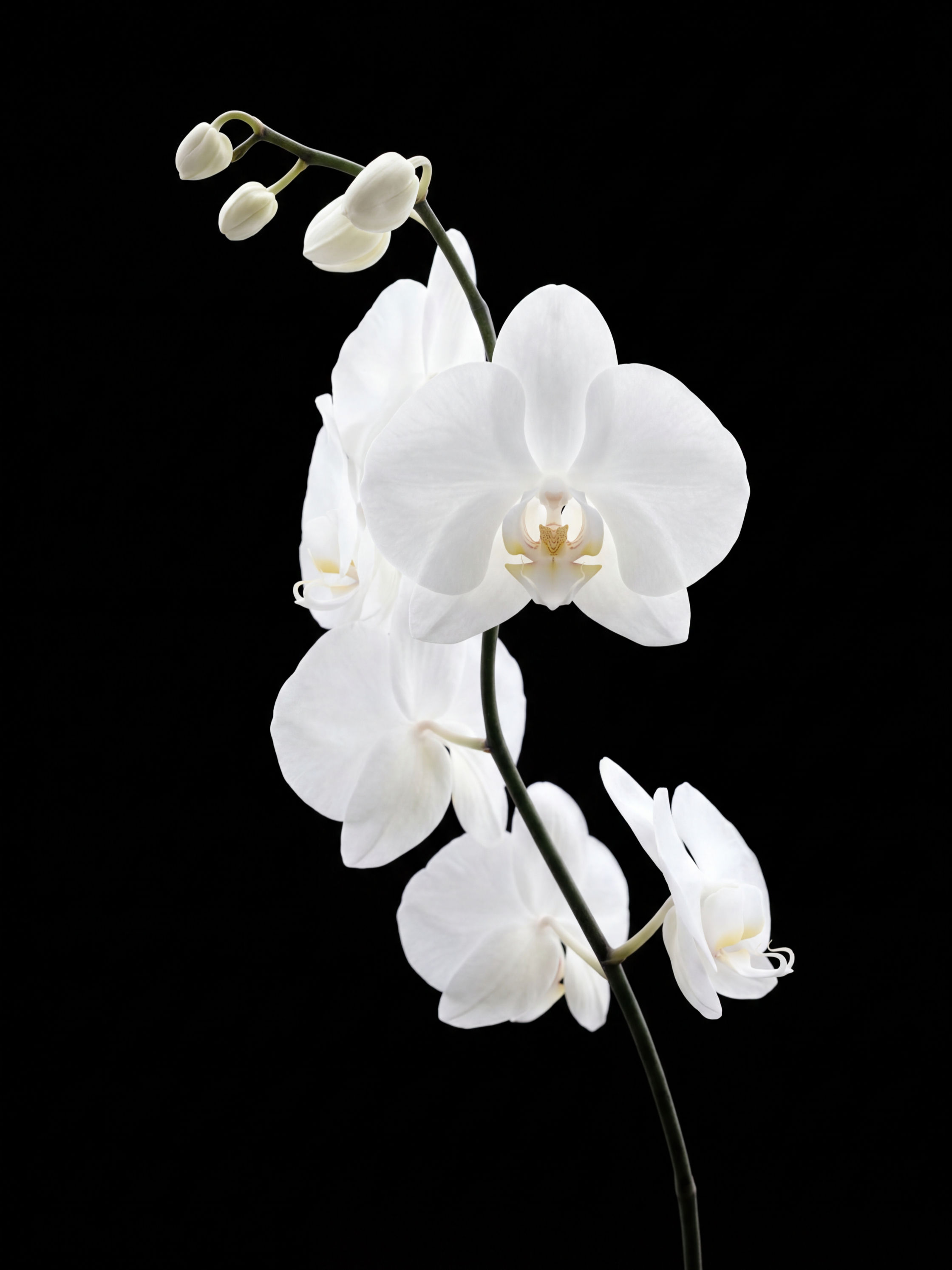 White Orchid