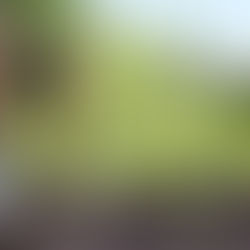 Gardening tools stuck in the dirt