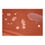 Miniaturbild: WASSERDICHT Luxus Ampelschirm 3m Terrakotta rot durch PVC Schirm 300cm