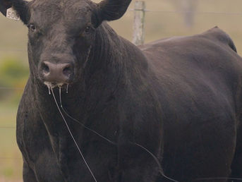La Turmalina y La Tacuarita rematan hoy 30 toros Angus y 160 vientres en formato 100% virtual