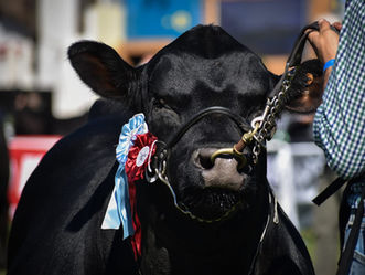 Conozca a las mejores cabañas Angus del año