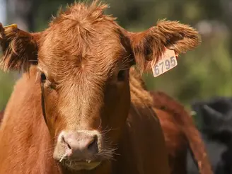 Disponibilidad de forrajes es complicada según el Plan Agropecuaria