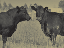 Escritorio Dutra ofrece embriones Gardiner este martes en formato virtual