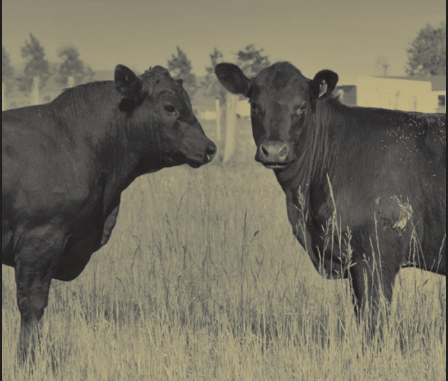 Escritorio Dutra ofrece embriones Gardiner este martes en formato virtual