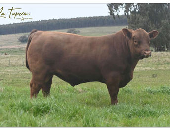 La Tapera ofrece hoy toros y vientres Angus en su séptimo remate anual