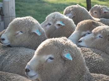 Buenas ventas de Strauch e Izmendi en Treinta y Tres