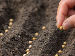 Ley de Presupuesto reconoce las Variedades Escencialmente Derivadas