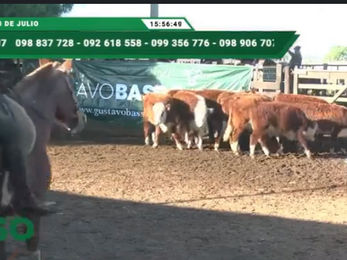 Ventas totales en feria de Basso en Cuchilla de Silvera
