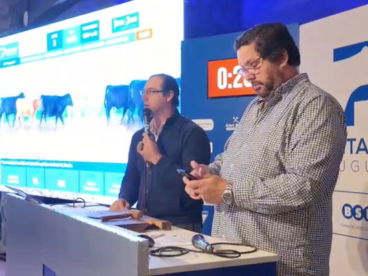 Terneros promediaron US$ 782 al bulto en la Ganadera Angus