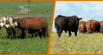 Santa Clara de Abella vende sus toros este miércoles