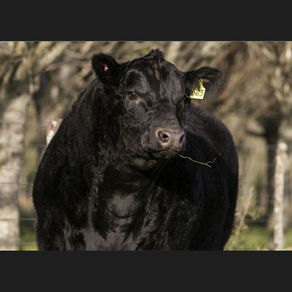 Angus con Respaldo pone a venta 75 toros PI este jueves en La Palma