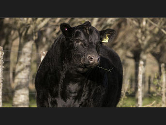 Angus con Respaldo pone a venta 75 toros PI este jueves en La Palma