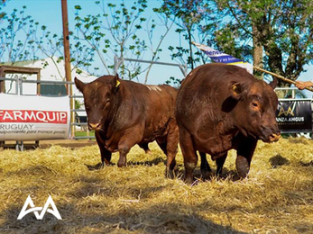 Alianza Angus vende mañana en Treinta y Tres