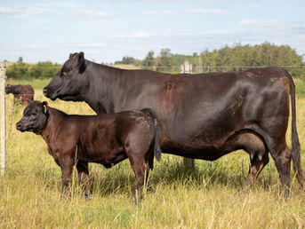 El Refugio de Barboza realiza un nuevo remate anual