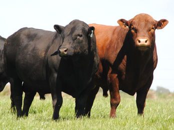 Hoy vende Angus Los Tilos