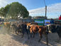 Buena feria de Birriel en Rocha