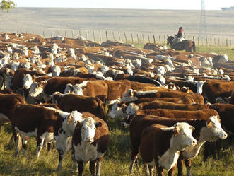 El lunes vence el plazo para presentar Declaraciones Juradas ante el SNIG