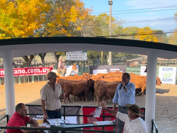 Ventas totales de Zambrano en Florida