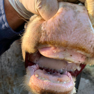 Uruguay evalúa el impacto sanitario y comercial ante posibles escenarios de fiebre aftosa