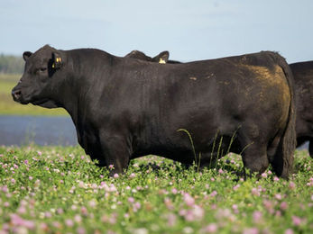 Este jueves hay Angus de Primavera en el Chiflero