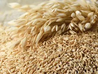 INASE habilita siembra al voleo de semilleros de avena