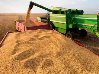 Soja mantuvo estabilidad en este martes