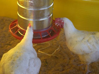 Servicios Ganaderos suspende la emergencia sanitaria por Influenza Aviar