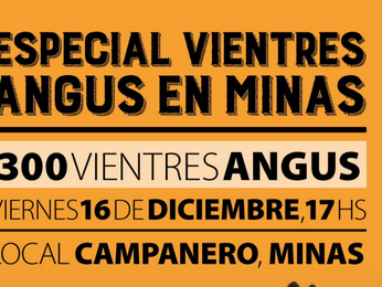 Campo Abierto va con 300 Angus en Minas este viernes