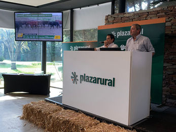 Plaza Rural remata más de 16 mil vacunos entre miercoles y jueves