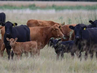 Federación Rural manifestó su preocupación ante medida de intendencias
