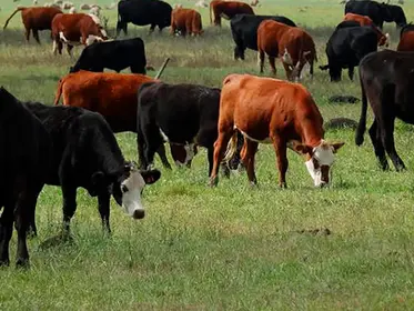 Momento Ganadero: la baja se pronunció en el inicio de semana