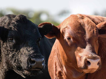 Escritorio Dutra remata el Angus Campero