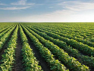 Según DIEA, área de cultivos de verano aumentó 3,5%