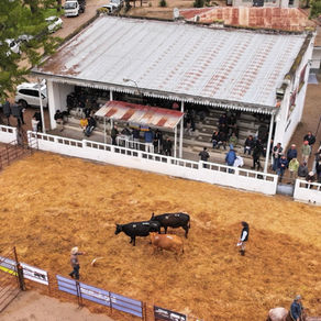 San Quintín vendió 49 toros a US$ 5.385 de promedio y alcanzó un máximo de US$ 12.240