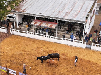 San Quintín vendió 49 toros a US$ 5.385 de promedio y alcanzó un máximo de US$ 12.240