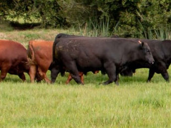 Don Nestor vende su torada este sábado