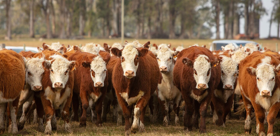 Calidad forrajera bajó intensamente en invierno