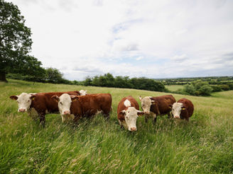 Faena de vacunos fue la segunda mas baja del año