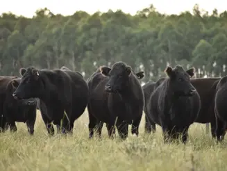 Momento Ganadero: "El escenario no puede ser más positivo"