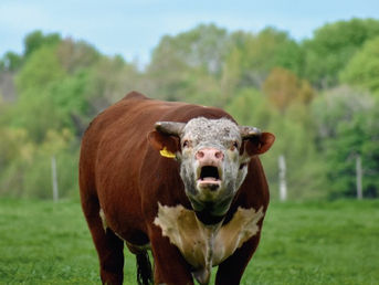 El Baqueano vende hoy con Zambrano
