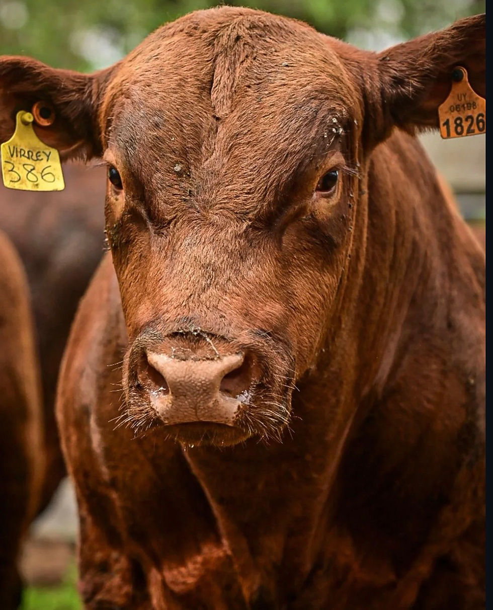 Romanza promedió US$ 4.883 por sus toros, un 36,5% más que en 2025